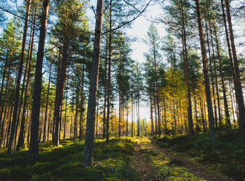 Forest in early morning light in autumn