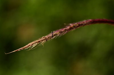 Close-up of dragonfly