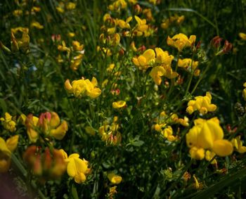 Close-up of yellow flowering plants in garden