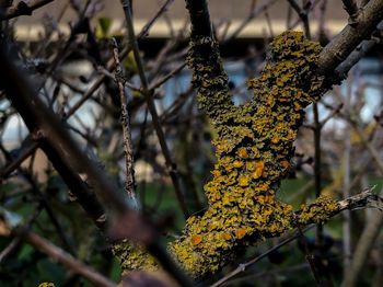 Close-up of yellow branch against blurred background