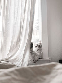 Portrait of cat lounging on windowsill 