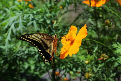 Close-up of butterfly pollinating on flower