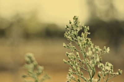 Close-up of flowering plant