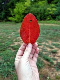 Close-up of hand holding red leaf