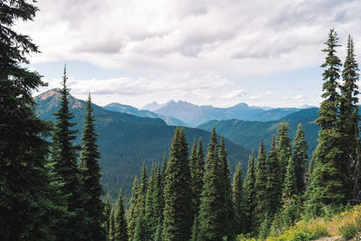 Scenic view of pine trees against sky