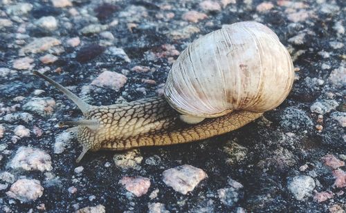 Close-up of snail on rock