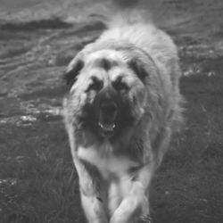 Portrait of dog on field