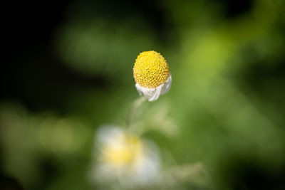 Close-up of flower blooming outdoors