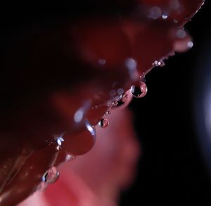 Close-up of water drops on plant