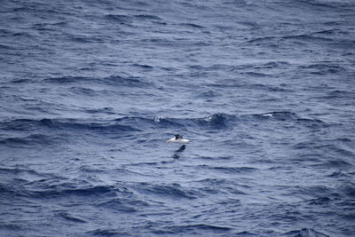 View of duck swimming in sea