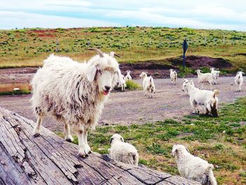 Sheep grazing on field