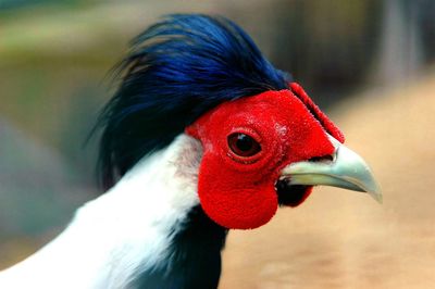 Close-up of bird