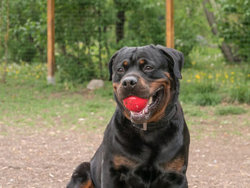 Portrait of black dog