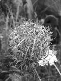 Close-up of flower blooming on field