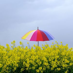 Yellow flowering plants on field against sky