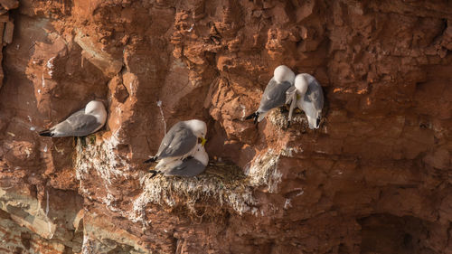 View of birds on rock