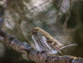 Close-up of owl perching on branch