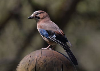 Close-up of bird perching on wood