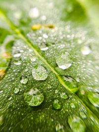 Close-up of water drops on leaves