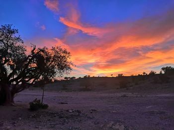 Silhouette trees on field against sky during sunset