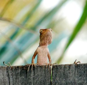 Close-up of lizard on wooden fence