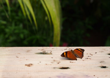 Close-up of butterfly perching on wood