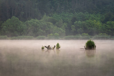 Scenic view of lake in forest