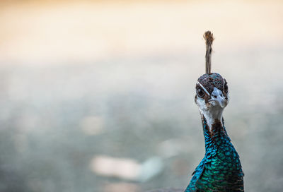 Portrait of a male peacock in new south wales