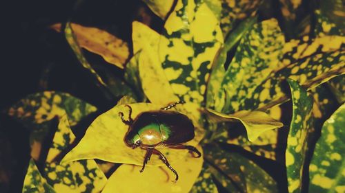 Close-up of insect on yellow leaf