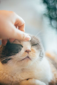 Close-up of hand holding cat with eyes closed