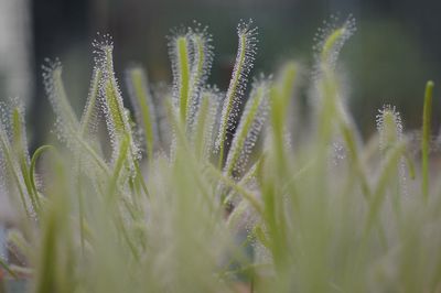 Close-up of dandelion on field