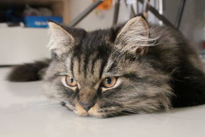 Close-up portrait of tabby cat