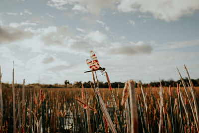 Plants growing on field against sky