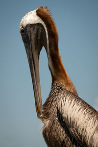 Low angle view of bird against sky