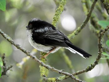 Close-up of bird perching on branch