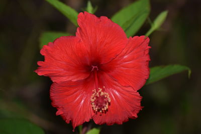 Close-up of red hibiscus flower