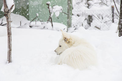 White dog, danish spitz plays in snow, domestic animal