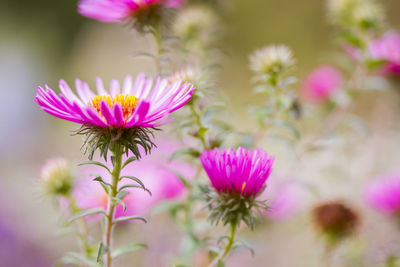 Close-up of pink aster plant