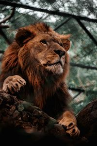 Close-up of lioness