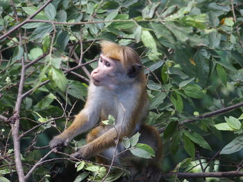 Monkey sitting on tree