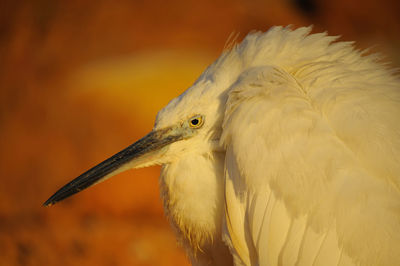 Close-up of a bird