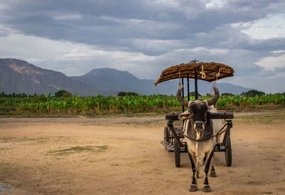 Vintage bull cart at morning with mountain background