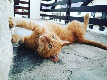 Portrait of ginger cat lying down