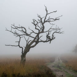 Tree skeleton near a sandy path on a misty morning