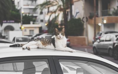 Cat looking through car window