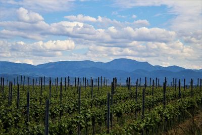 Scenic view of vineyard against cloudy sky