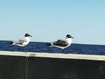 Seagull perching by sea against clear sky