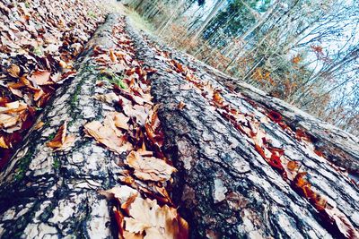 Close-up of tree in forest