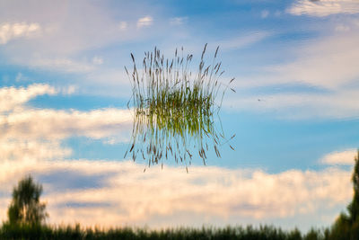 Close-up of stalks in field against sky