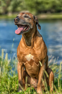 Dog looking away on field